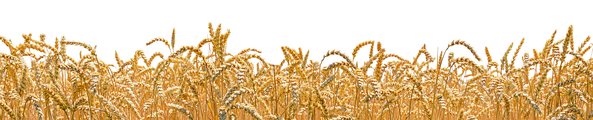 Oats